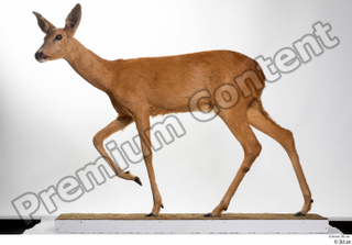 Deer Doe 2 whole body 0006.jpg